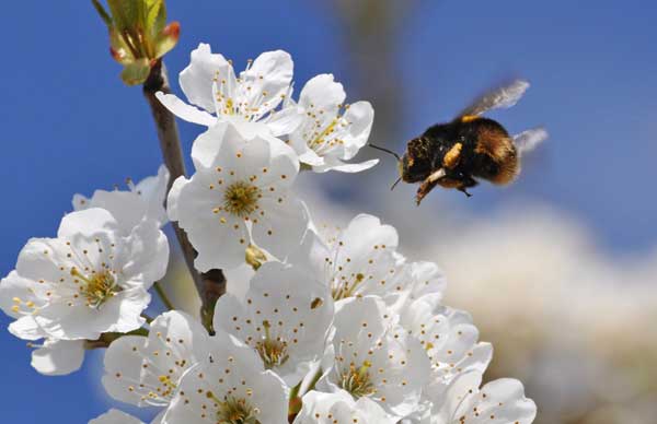 Take Action: Tell the EPA Not to Register Sulfoxaflor, Another Bee-Killing Pesticide